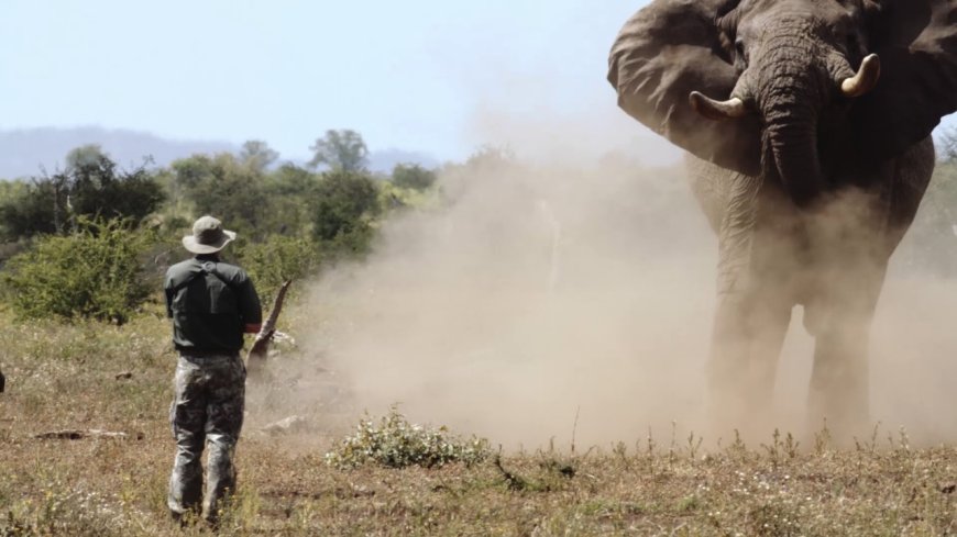 Tourist Killed by Charging Elephant in Zambia