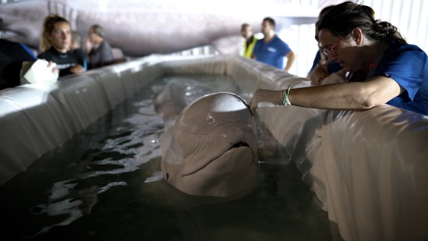 Beluga whales rescued in ‘high-risk’ operation