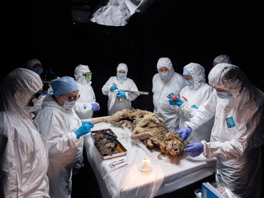 Russian scientists conduct autopsy on 44,000-year-old wolf carcass