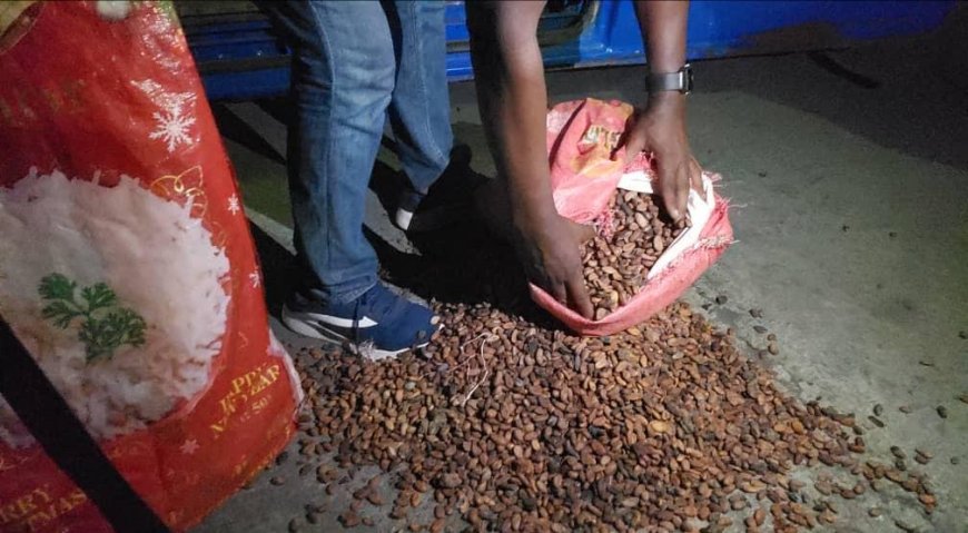 Poor cocoa harvests in West Africa, high cost of living making farmers vulnerable in child labour fight – Report