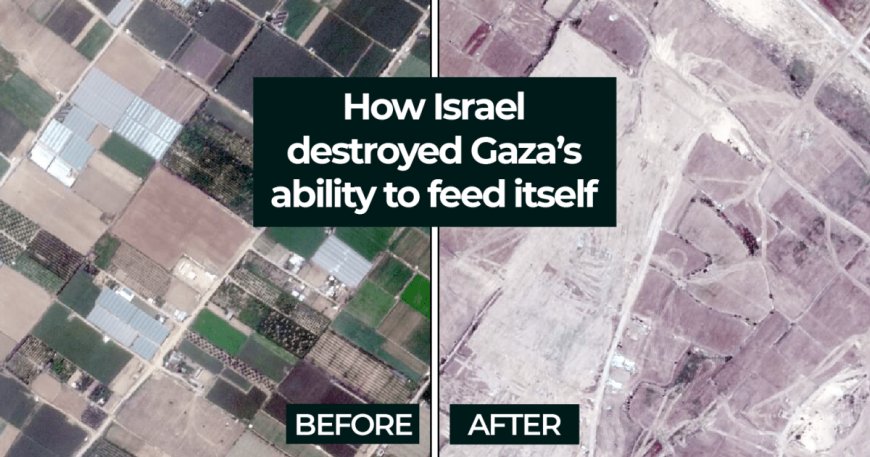 How Israel destroyed Gaza’s ability to feed itself