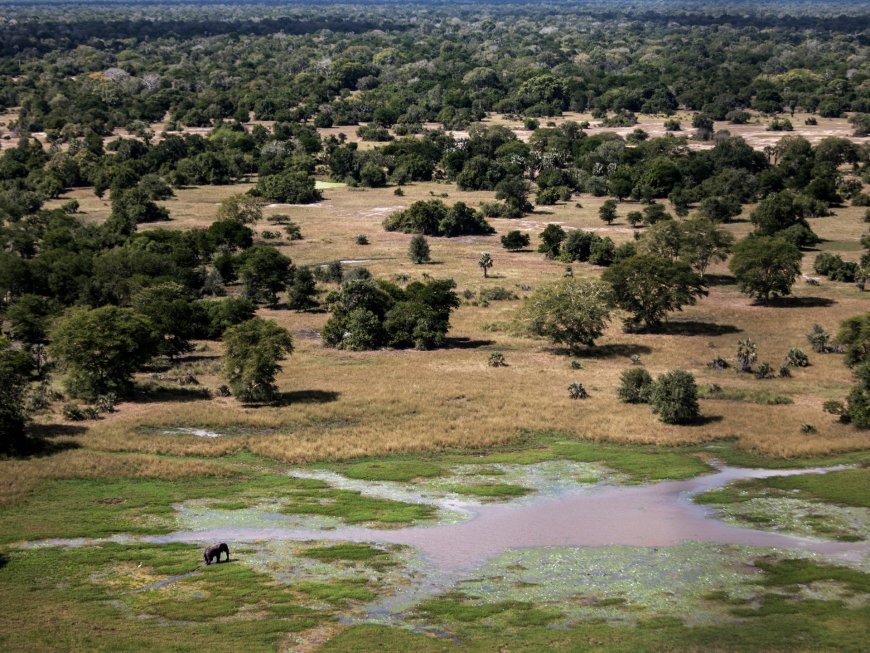 Ravaged by civil war, how a national park was restored in Mozambique