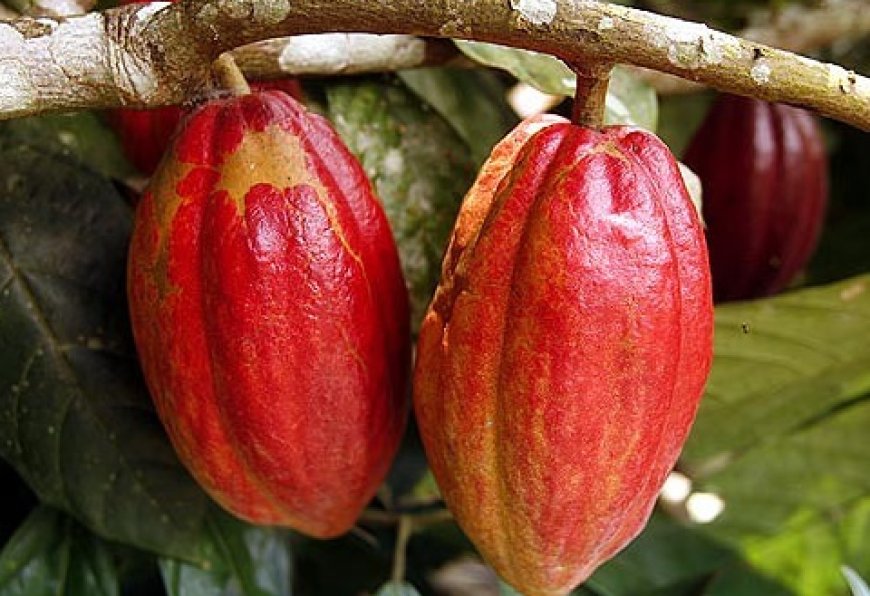 COCOBOD secures $100m World Bank support for cocoa rehabilitation