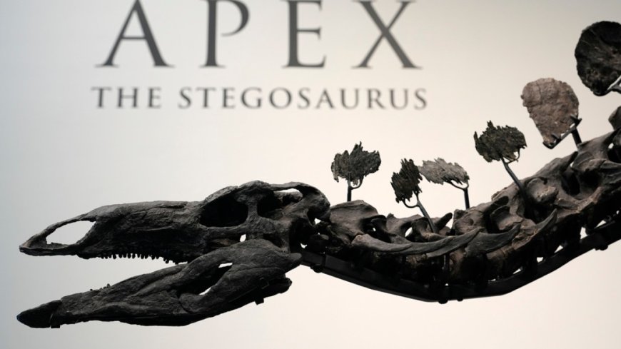 Stegosaurus skeleton nicknamed Apex sells for record $44.6m