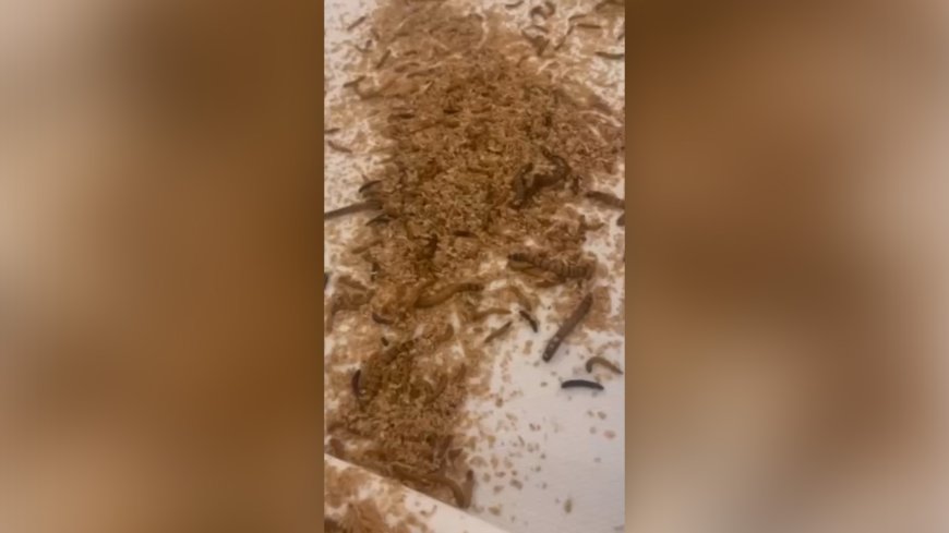 Pro-Palestine activists release maggots at Israeli delegation hotel