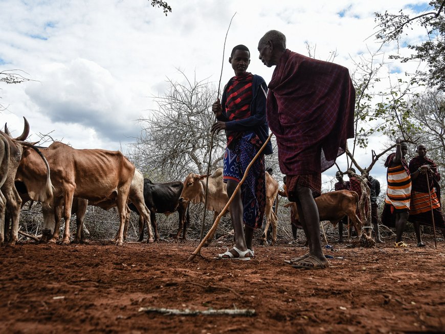 Tanzania forcibly relocating Indigenous Maasai: HRW