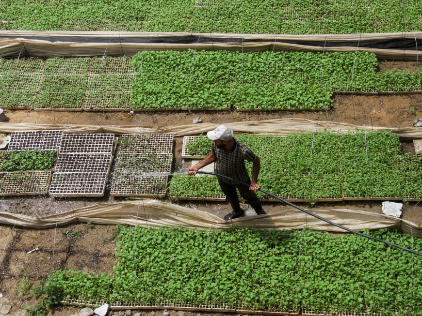 ‘This is my only hope’ says Palestinian who farms to combat hunger