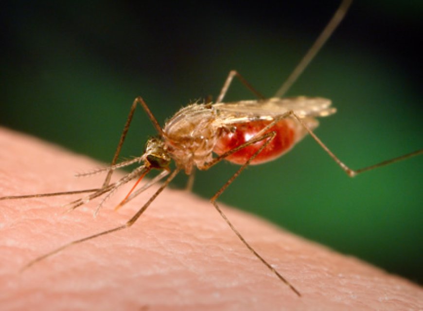 Two cases of Dengue Fever confirmed in Oti Region