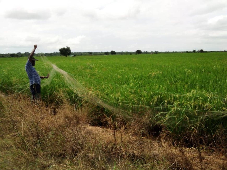 Farmers in Adaklu Kodzobi electoral area count their losses due to drought