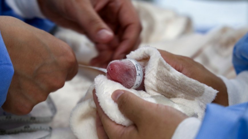 Panda Meng Meng gives birth to second set of twins at Berlin Zoo