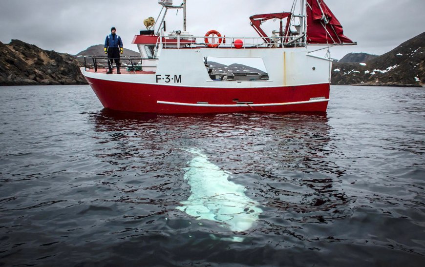 ‘Russian spy’ whale Hvaldimir found dead in Norway