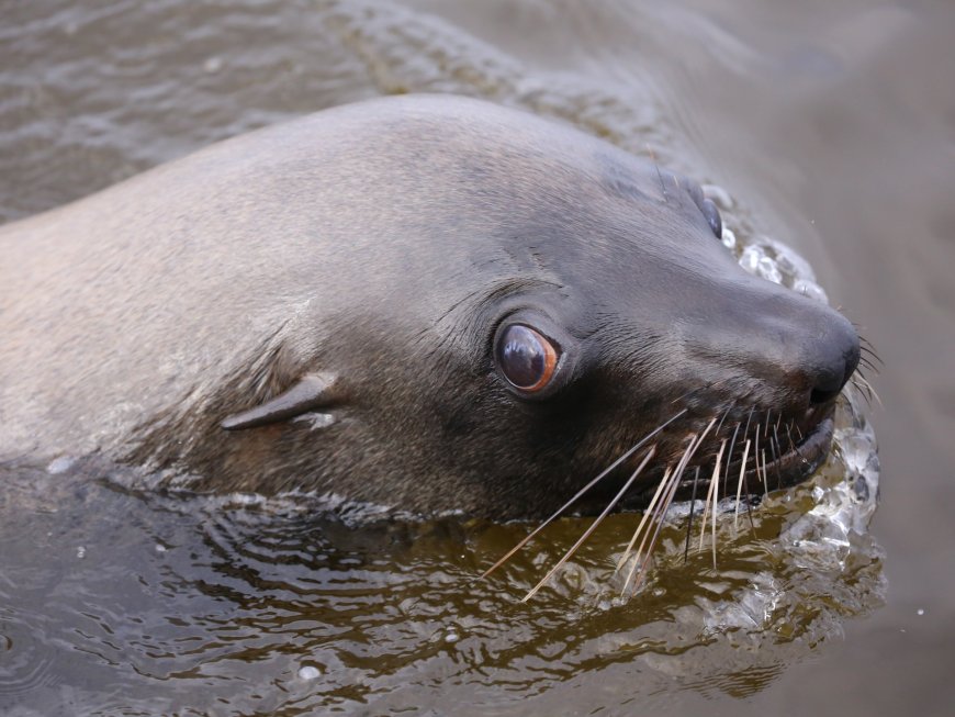 Why are Cape fur seals in South Africa infected with rabies?