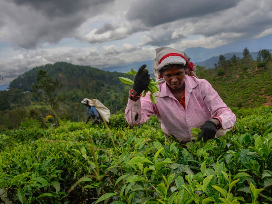 Sri Lanka’s tea estate workers courted by presidential candidates