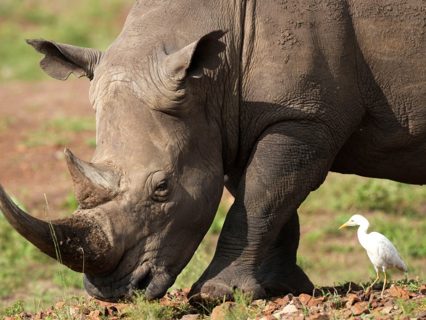 Rhino numbers tick higher, but poachers lurk amid high demand for horns