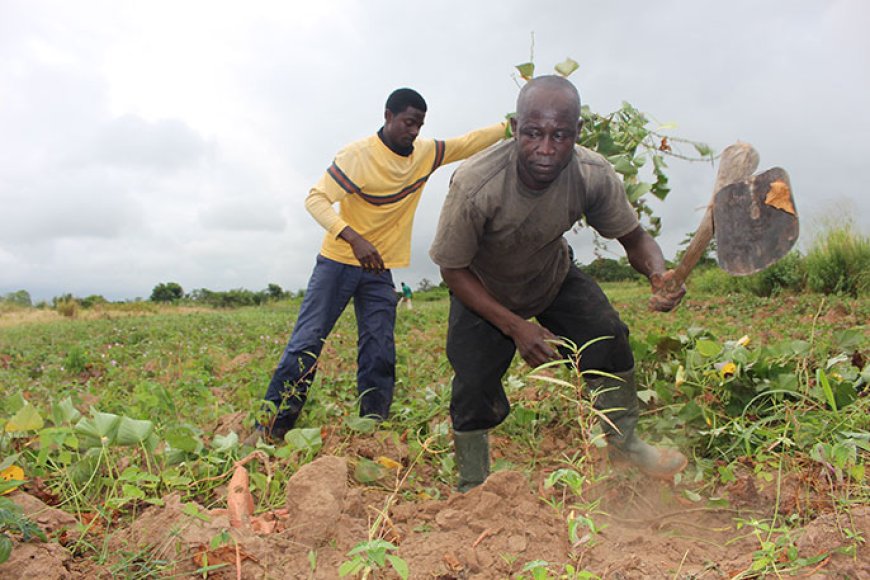 Ghanaian farmers have lost GH¢10.4b of revenue – Minister