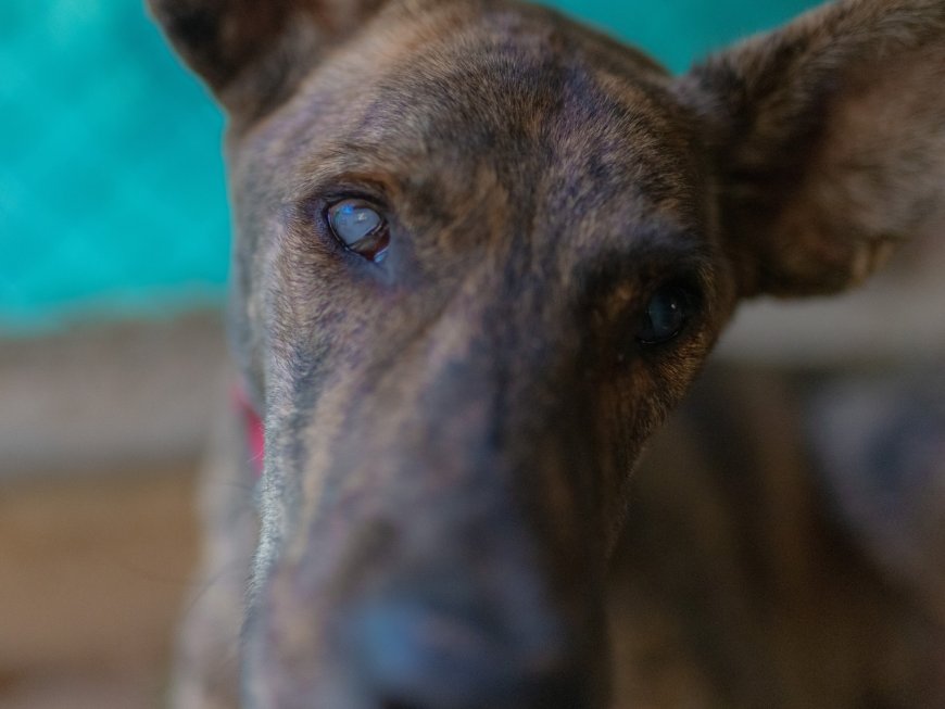 Cieco: A blind dog’s journey from Nabatieh to Beirut, fleeing Israeli bombs