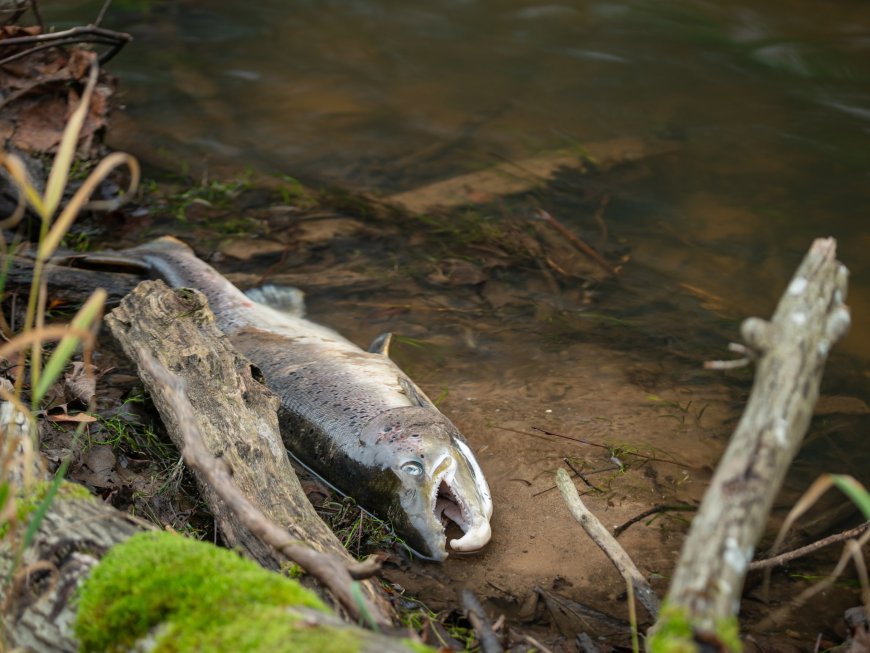 Should we all stop eating salmon? Why it’s suddenly become endangered