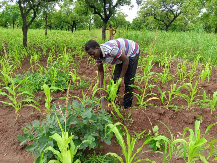 Climate change effects female peasant farmers