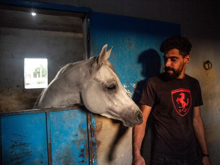 Traumatised horses saved from Israel’s bombs find refuge in Bekaa Valley