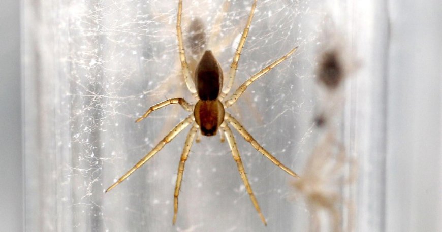 Why are 10,000 giant spiders on the loose in the UK?