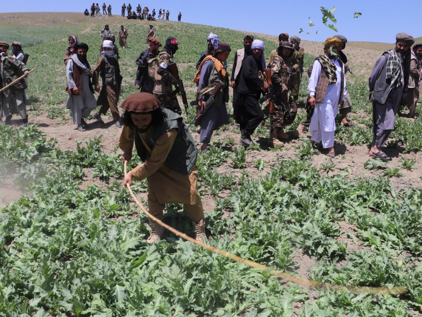 Afghan opium cultivation bouncing back amid Taliban clampdown