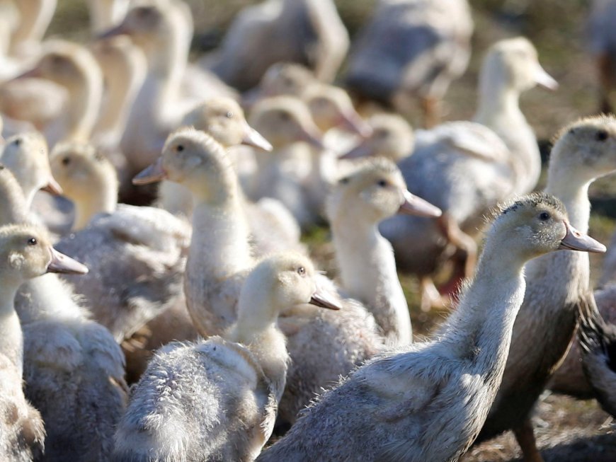 ‘Rare event’: Canada records its first human bird flu case