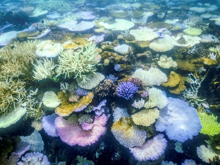 Parts of Great Barrier Reef record highest coral deaths due to heat, storms