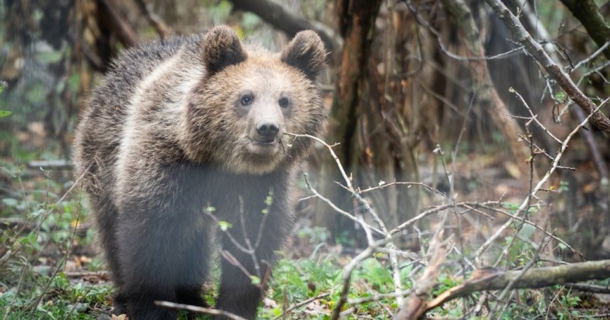 Romania sanctuary seeks to save bears as hunting resumes