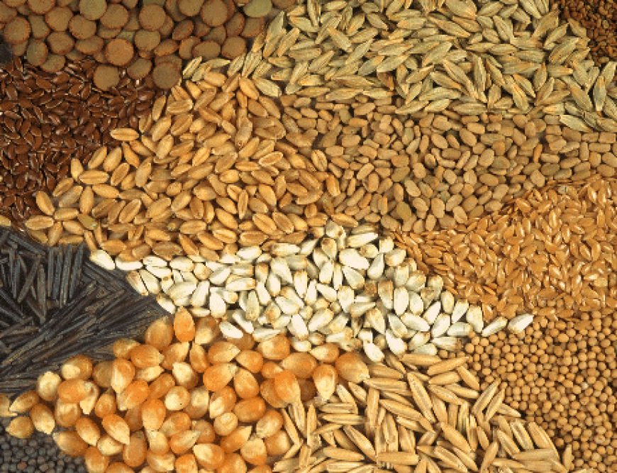 Ghana urged to coordinate approach to strengthen seed sector