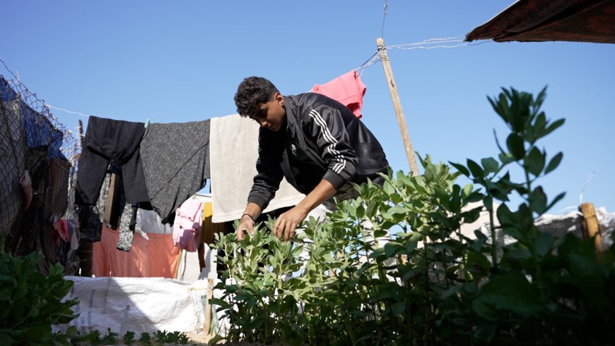 Palestinian boy grows vegetables for the hungry in Gaza