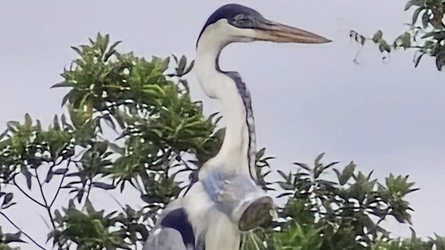 Brazilian vet hopes to rescue heron with cup stuck in throat