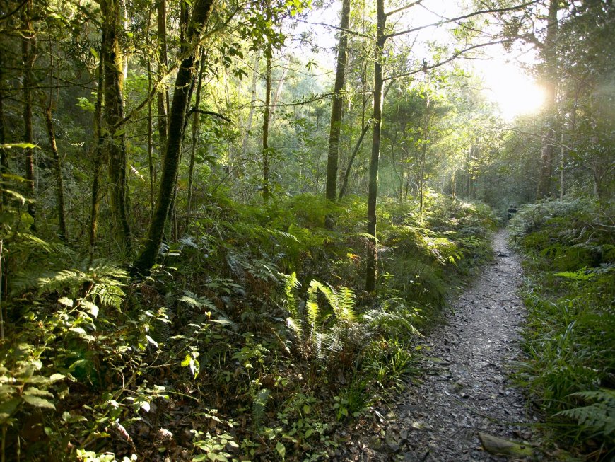 The secret treasure trove still hidden in Africa’s forests