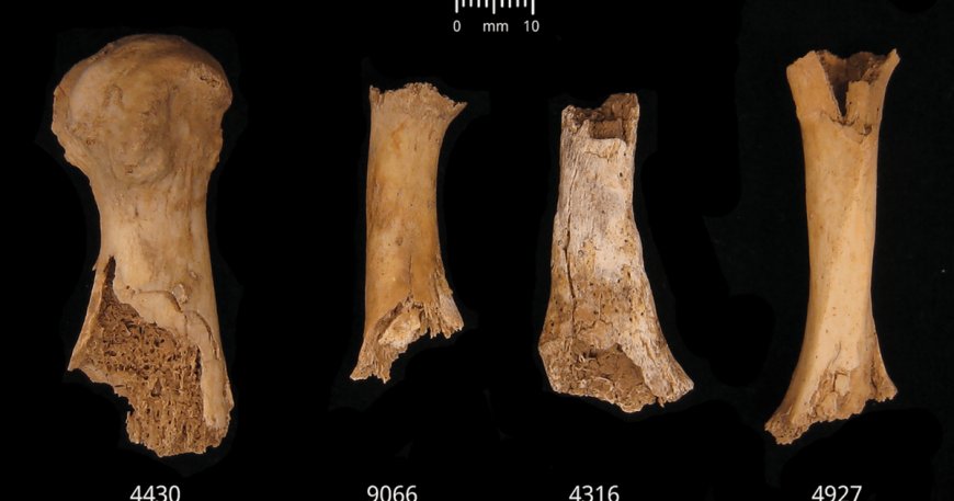 Cannibalism in Britain? How early Bronze Age bones reveal a grim tale