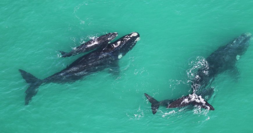 How ‘scientist’ whales are helping uncover the secrets of climate change