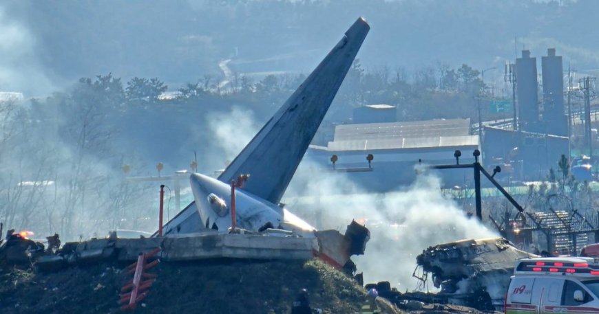 South Korea’s worst-ever plane crash highlights dangers of bird strikes