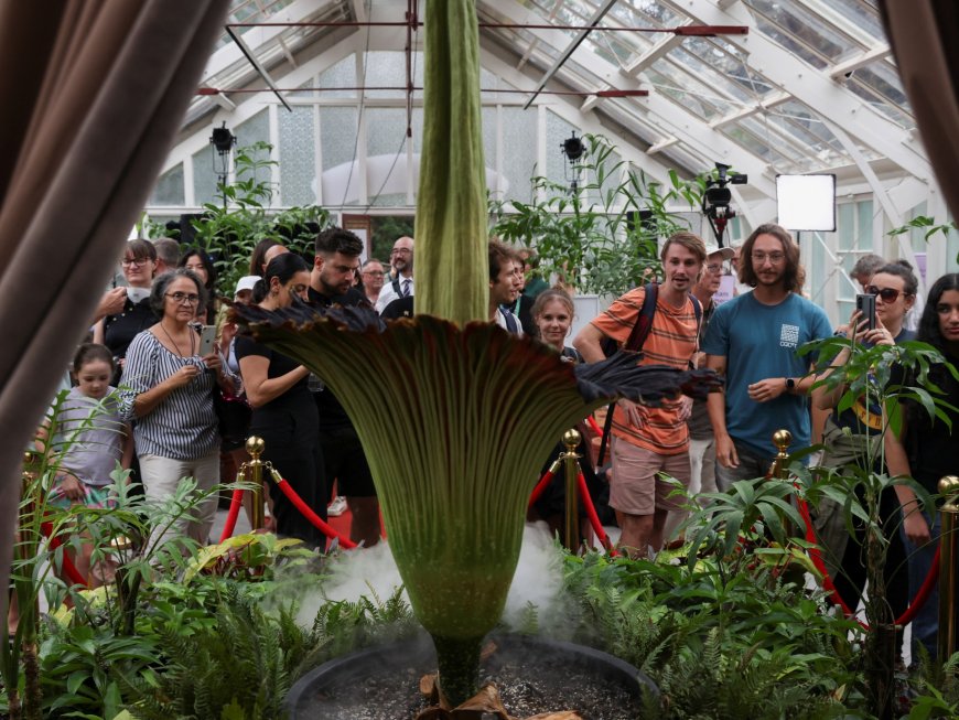 Thousands flock to smell plant that reeks of dead rat, rotting rubbish