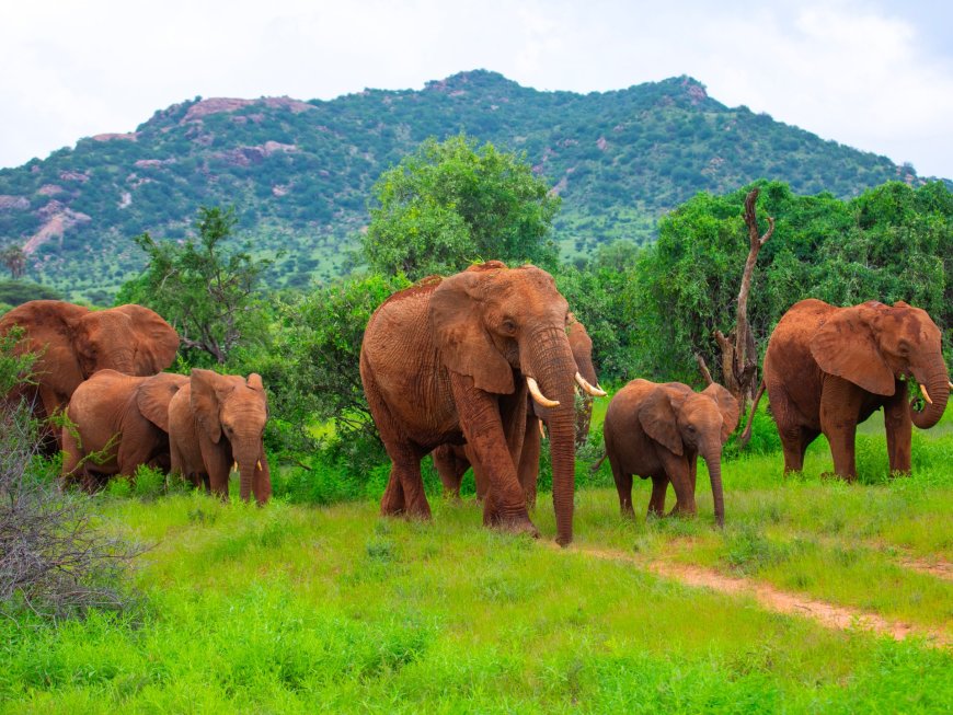 Do elephants really call to each other by name?